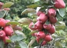 Kép 1/3 - Malus domestica redlane / Oszlopos füzéralma Redlane