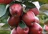 Kép 2/3 - Malus domestica redlane / Oszlopos füzéralma Redlane