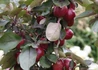 Kép 3/3 - Malus domestica redlane / Oszlopos füzéralma Redlane