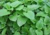 Kép 1/3 - Melissa officinalis / Citromfű