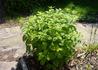 Kép 2/3 - Melissa officinalis / Citromfű