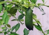 Kép 1/3 - Microcitrus australasica / Ausztrál kaviár citrom