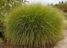 Kép 1/4 - Miscanthus sinensis Gracillimus / Japánfű Virágosnád