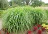 Kép 1/3 - Miscanthus sinensis Malepartus / Japánfű