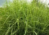 Kép 3/3 - Miscanthus sinensis Zebrinus / Zebrafű