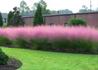 Kép 2/5 - Muhlenbergia capillaris Pink Cloud / Muhlenberg fű