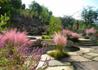Kép 3/5 - Muhlenbergia capillaris Pink Cloud / Muhlenberg fű