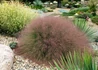 Kép 1/4 - Muhlenbergia reverchonii undaunted / Muhlenbergia fű törpe