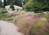 Kép 3/4 - Muhlenbergia_reverchonii_undaunted_Muhlenbergia_fu_torpe