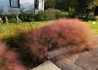 Kép 4/4 - Muhlenbergia_reverchonii_undaunted_Muhlenbergia_fu_torpe