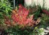 Kép 1/3 - Nandina domestica Gulf Stream / Japán szentfa