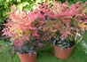 Kép 2/3 - Nandina domestica Gulf Stream / Japán szentfa