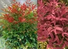 Kép 1/2 - Nandina domestica Obsessed / Törpe Japán szentfa