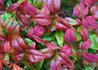 Kép 3/4 - Nandina domestica fire power / Törpe japán szentfa