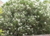 Kép 2/2 - Nerium oleander 'Bianco Puro'/ Leander fehér