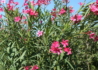 Kép 1/2 - Nerium oleander Corallo / Leander rózsaszín