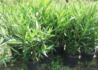 Kép 2/2 - Nerium oleander Corallo / Leander rózsaszín