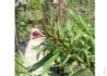 Kép 3/3 - Nerium oleander Rosso sangue / Leander sötétpiros