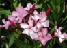 Kép 1/2 - Nerium oleander Atlas Nain de Tidili / Télálló rózsaszín leander