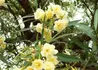 Kép 1/3 - Nerium oleander Giallo / Leander sárga