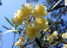 Kép 2/3 - Nerium oleander Giallo / Leander sárga