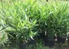 Kép 3/3 - Nerium oleander Giallo / Leander sárga