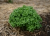 Kép 1/2 - Ocimum basilicum Green Globe / Görög bazsalikom