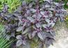 Kép 1/2 - Ocimum basilicum purpurascens / Bazsalikom bordó