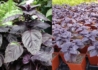 Kép 2/2 - Ocimum basilicum purpurascens / Bazsalikom bordó