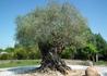 Kép 2/3 - Olea europaea / Olajfa
