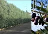 Kép 2/2 - Olea europaea Pyramidal - Cipressino / Oszlopos olajfa