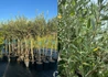 Kép 2/4 - Olea europaea / Olajfa