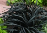 Kép 1/3 - Ophiopogon planiscapus Niger / Feketelombú kigyószakáll