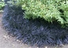 Kép 2/3 - Ophiopogon planiscapus Niger / Feketelombú kigyószakáll