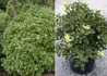 Kép 1/2 - Osmanthus heterophyllus Tricolor / Tarkalevelű illatvirág