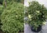 Kép 2/2 - Osmanthus heterophyllus / Tricolor Tarkalevelű illatvirág