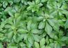 Kép 1/4 - Pachysandra terminalis / Japán kövérke