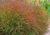 Kép 1/2 - Panicum virgatum Shenandoah / Vesszős köles