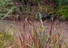 Kép 2/2 - Panicum virgatum Shenandoah / Vesszős köles