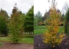 Kép 1/2 - Parrotia persica Persian Spire / Oszlopos Perzsa varázsfa