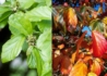 Kép 1/3 - Parrotia persica / Perzsa varázsfa