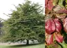 Kép 3/3 - Parrotia persica / Perzsa varázsfa