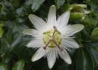 Kép 1/3 - Passiflora Caerulea White Lightning / Fehér golgotavirág