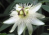 Kép 2/3 - Passiflora Caerulea White Lightning / Fehér golgotavirág