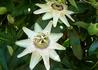 Kép 3/3 - Passiflora Caerulea White Lightning / Fehér golgotavirág