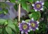 Kép 2/2 - Passiflora belotti / Lila golgotavirág