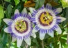 Kép 1/3 - Passiflora caerulea / Kék Golgotavirág