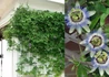Kép 3/3 - Passiflora caerulea / Kék Golgotavirág
