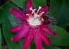 Kép 1/2 - Passiflora lady margaret / Piros golgotavirág