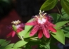 Kép 2/2 - Passiflora lady margaret / Piros golgotavirág